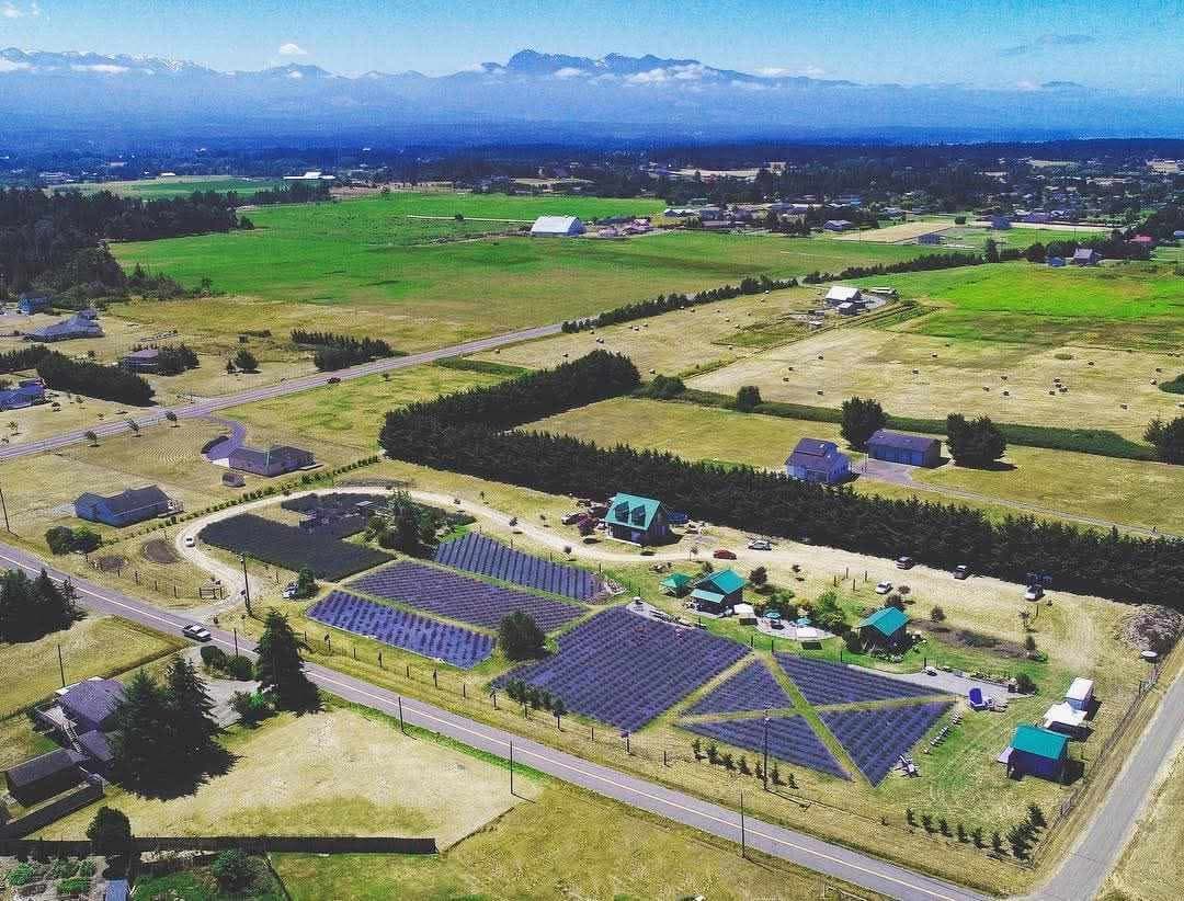 Lit Lavender - Image 4