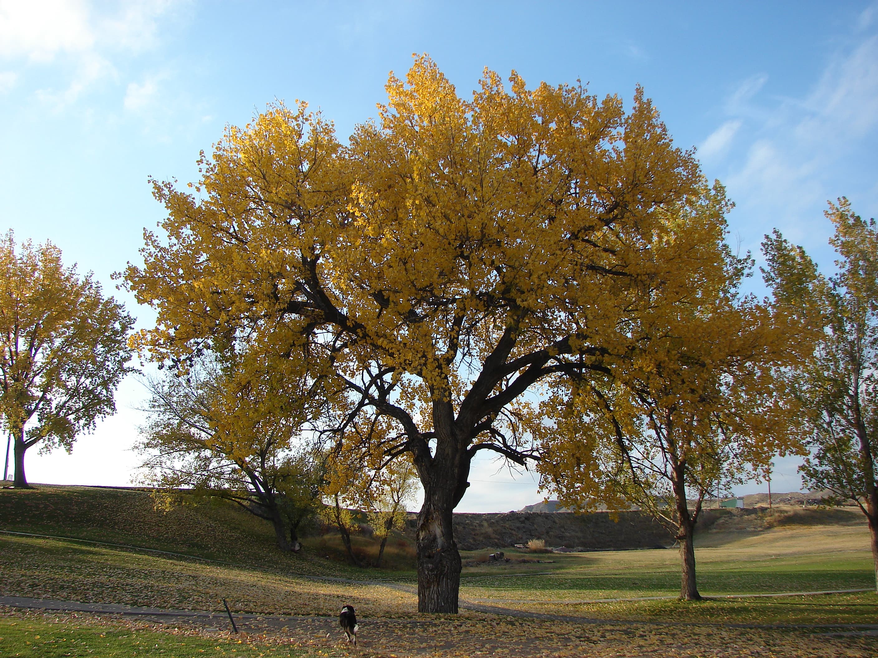 Cottonwood Country Club - Image 5