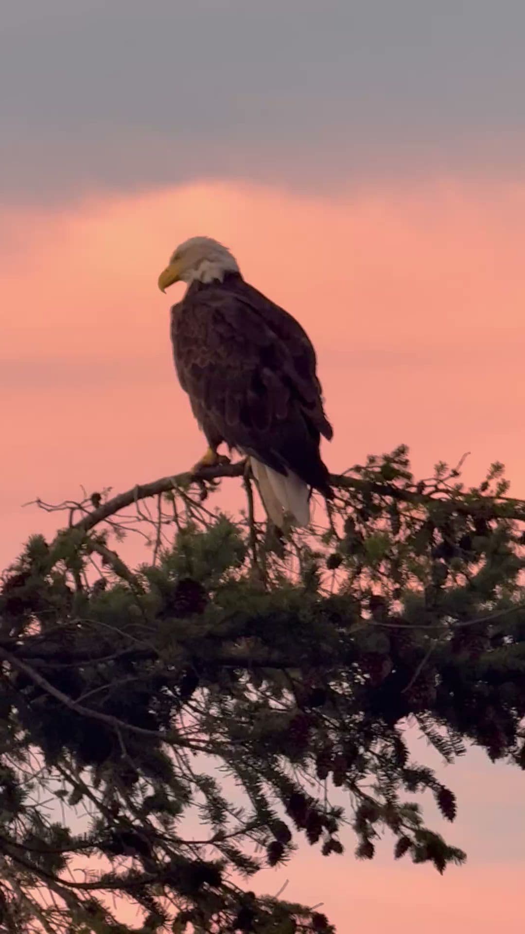 Lit Lavender - Image 2