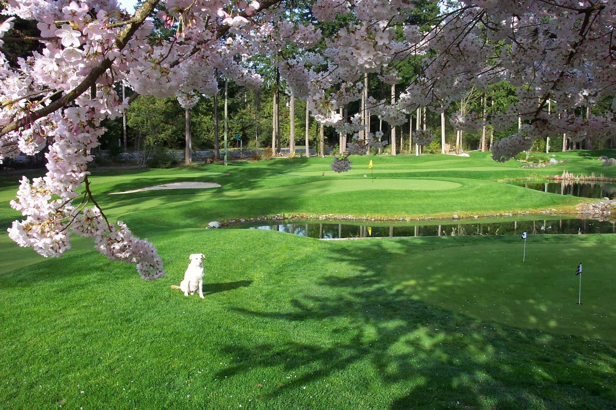 Tap-Ins Putting Course - Image 5