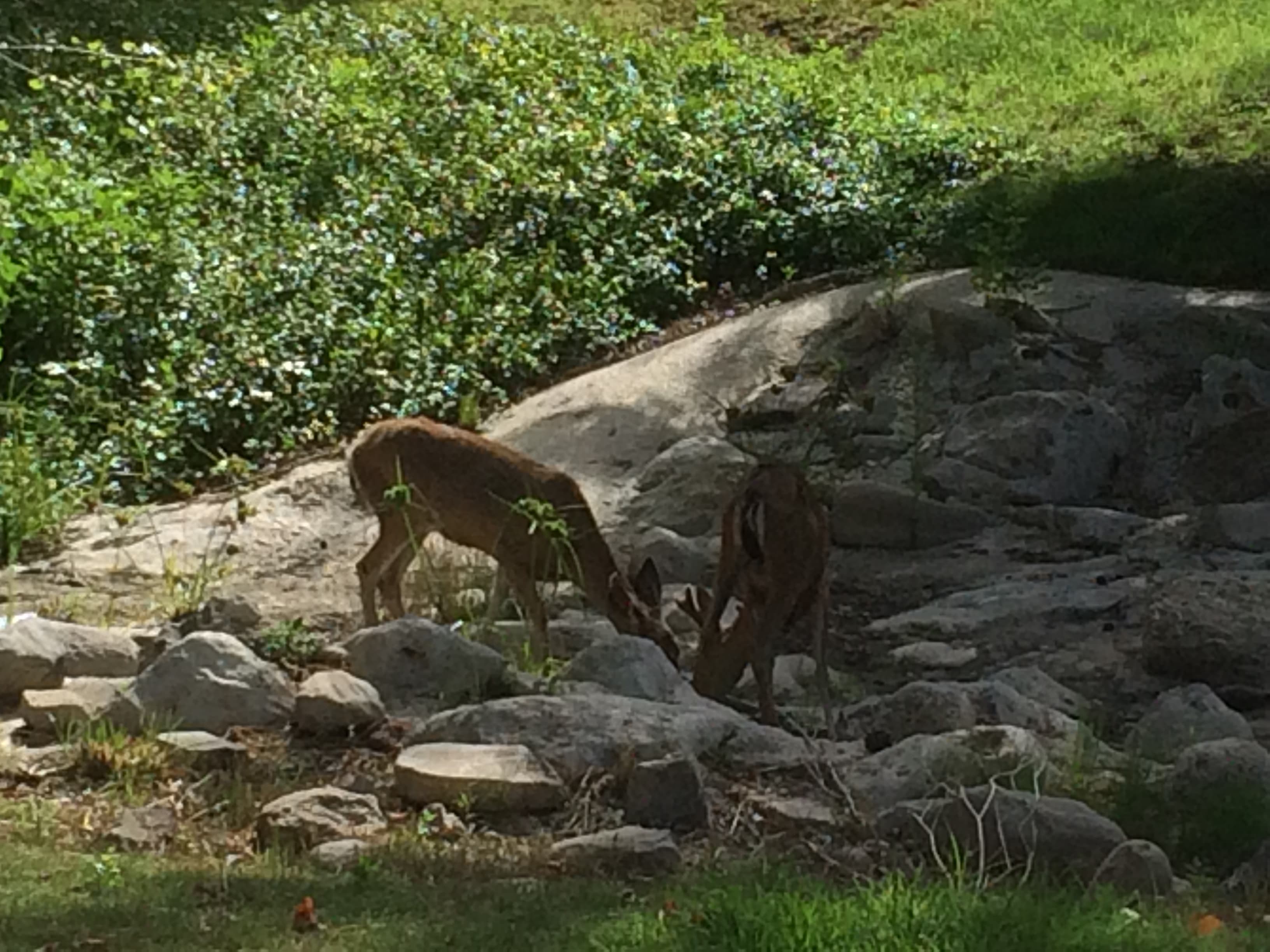 J's Club Shack - Image 6