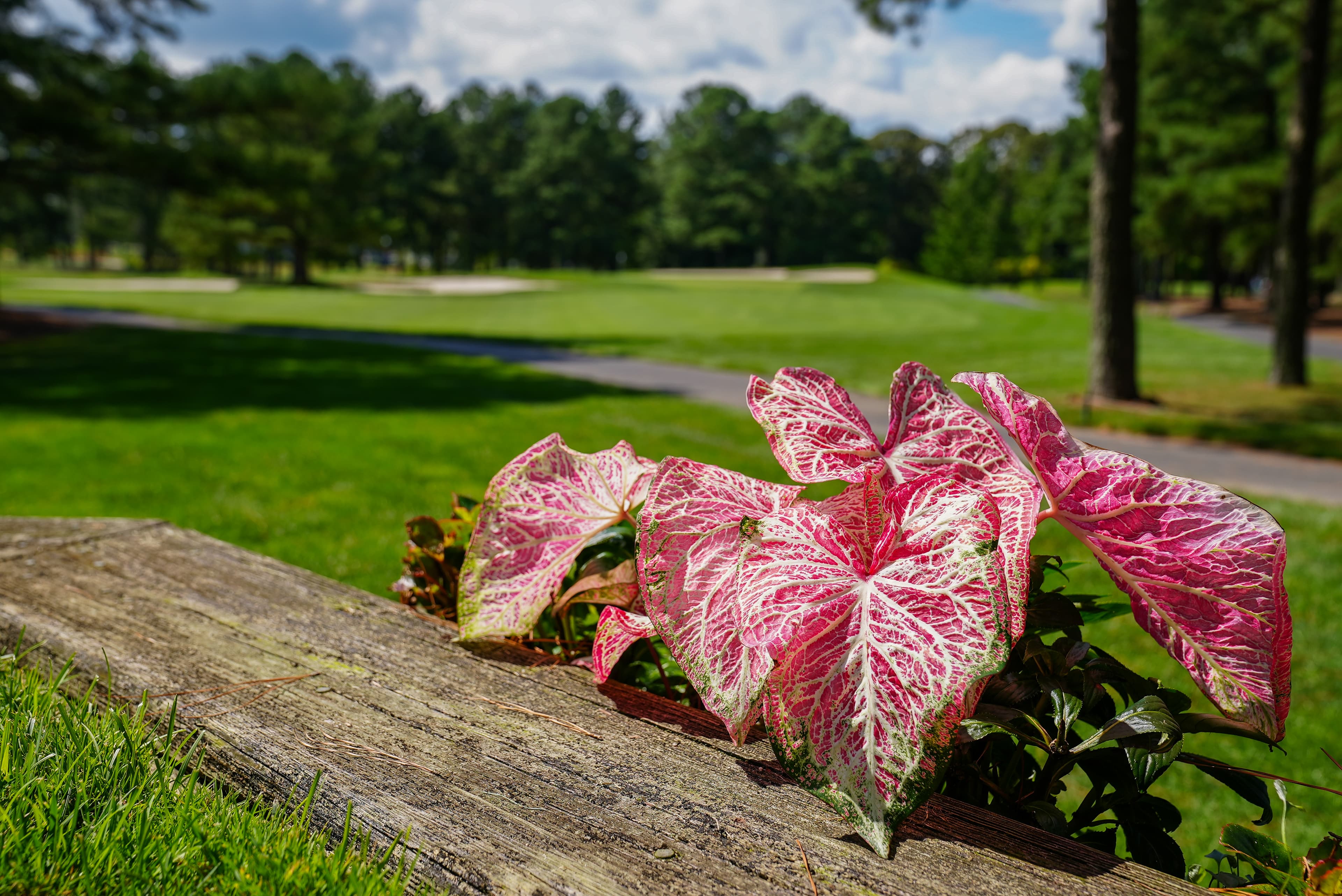 Baywood Greens - Image 8