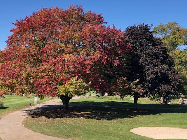 Maple Brook Golf Course - Image 5
