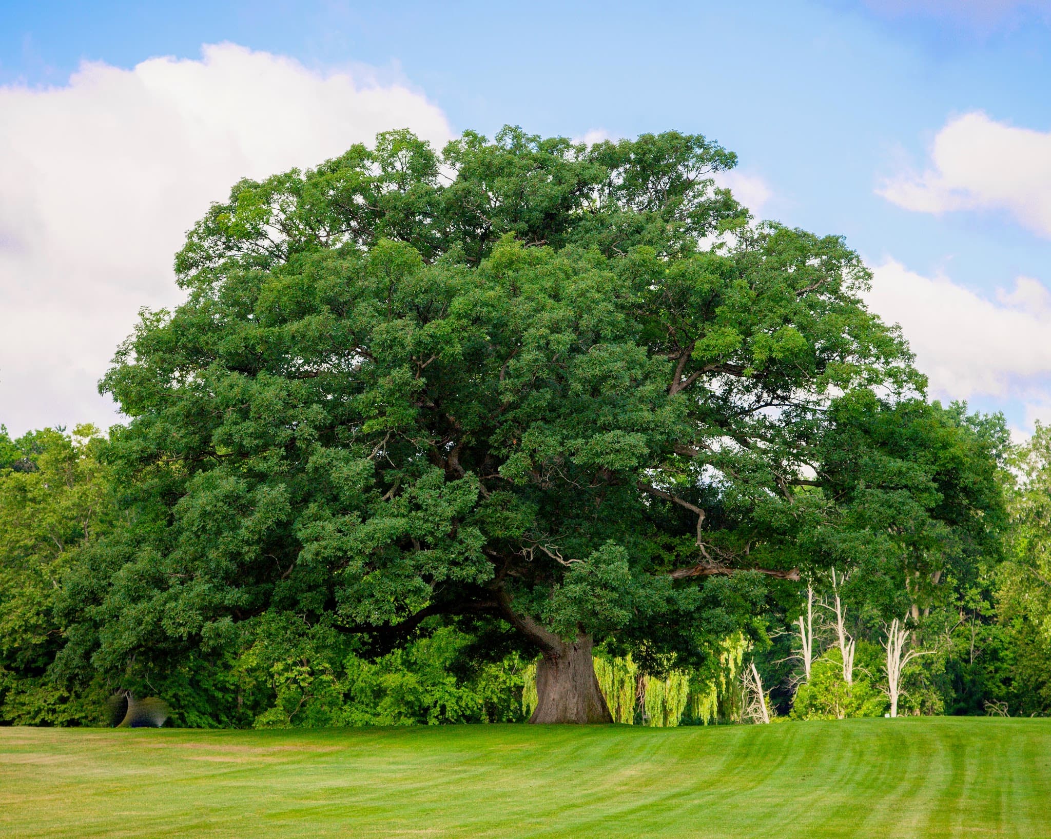 Giant Oak Golf Club - Image 1