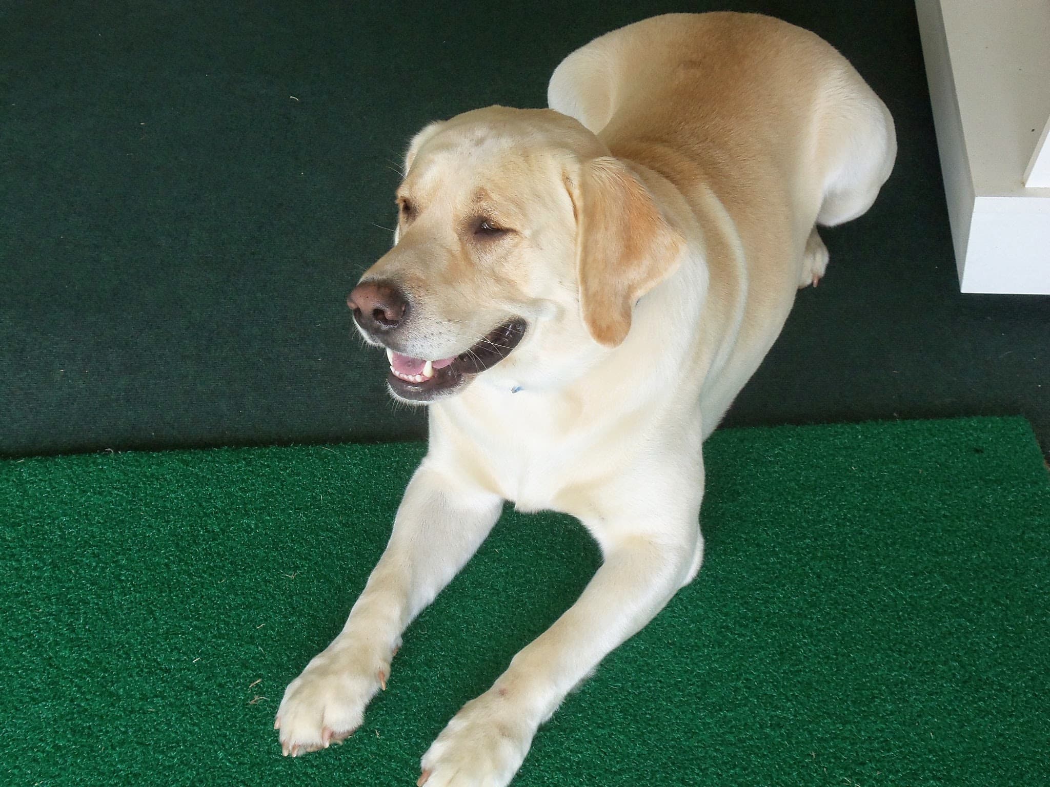 Victory Golf - Image 7