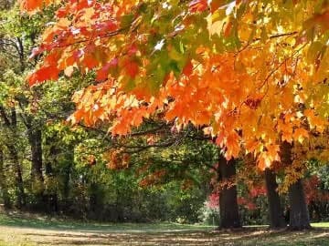 Maple Brook Golf Course - Image 6