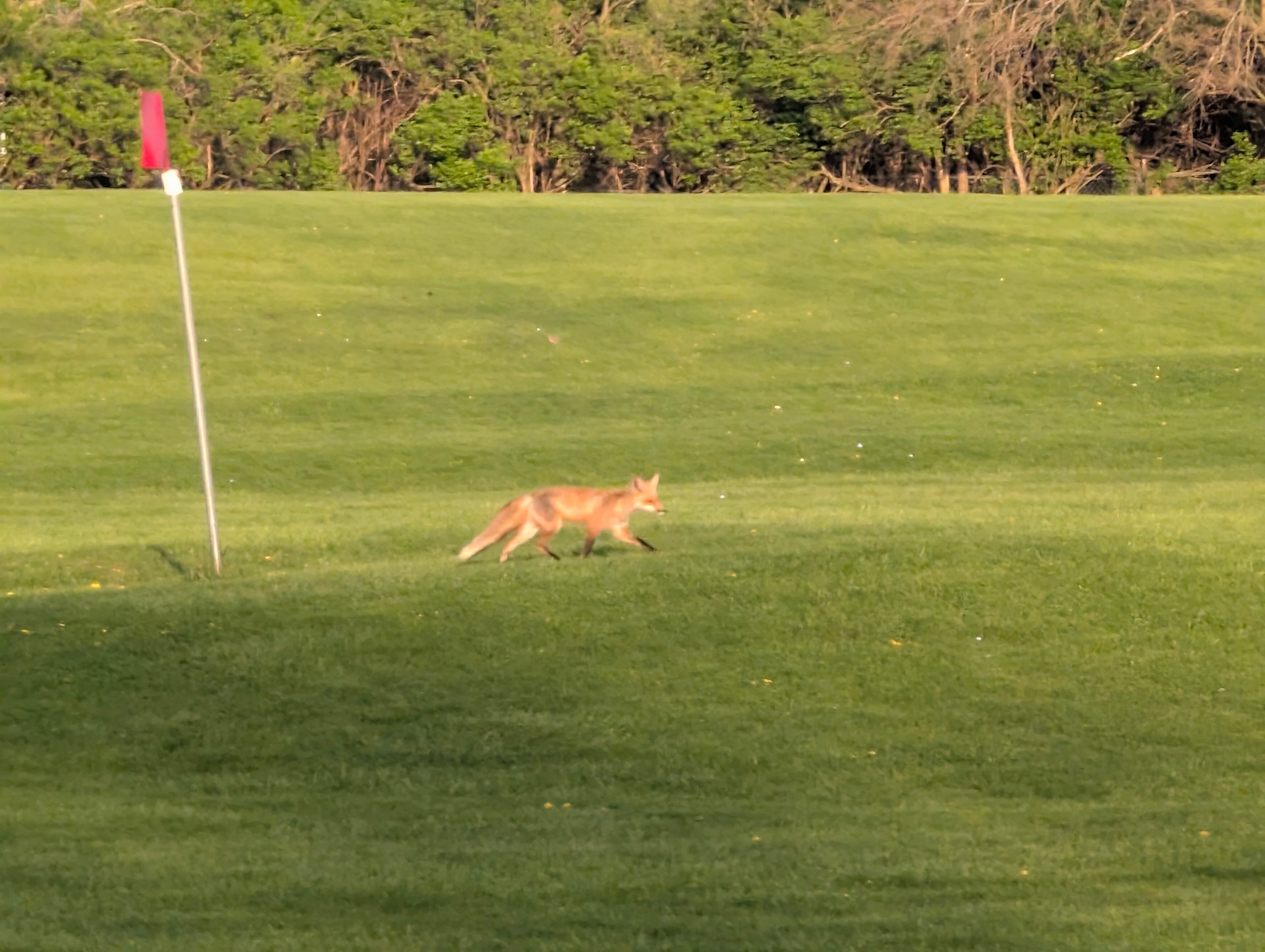 Just Fore Fun Golf - Image 7