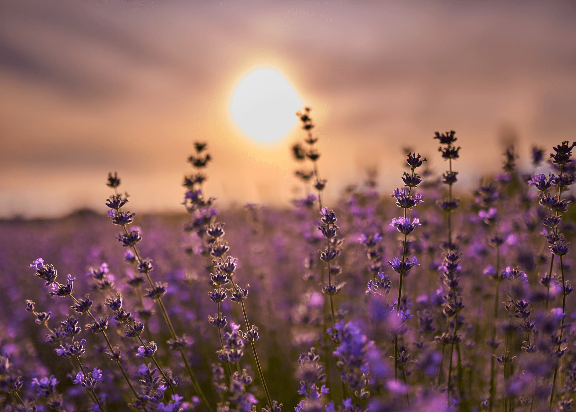 Lit Lavender - Image 6