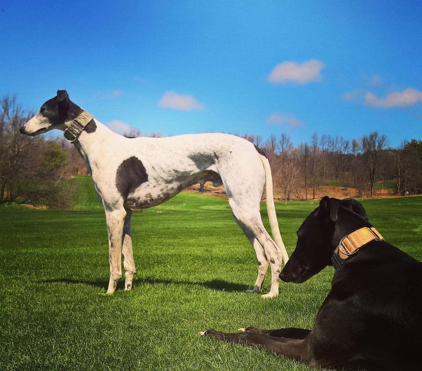 Milestone Golf Course - Image 5