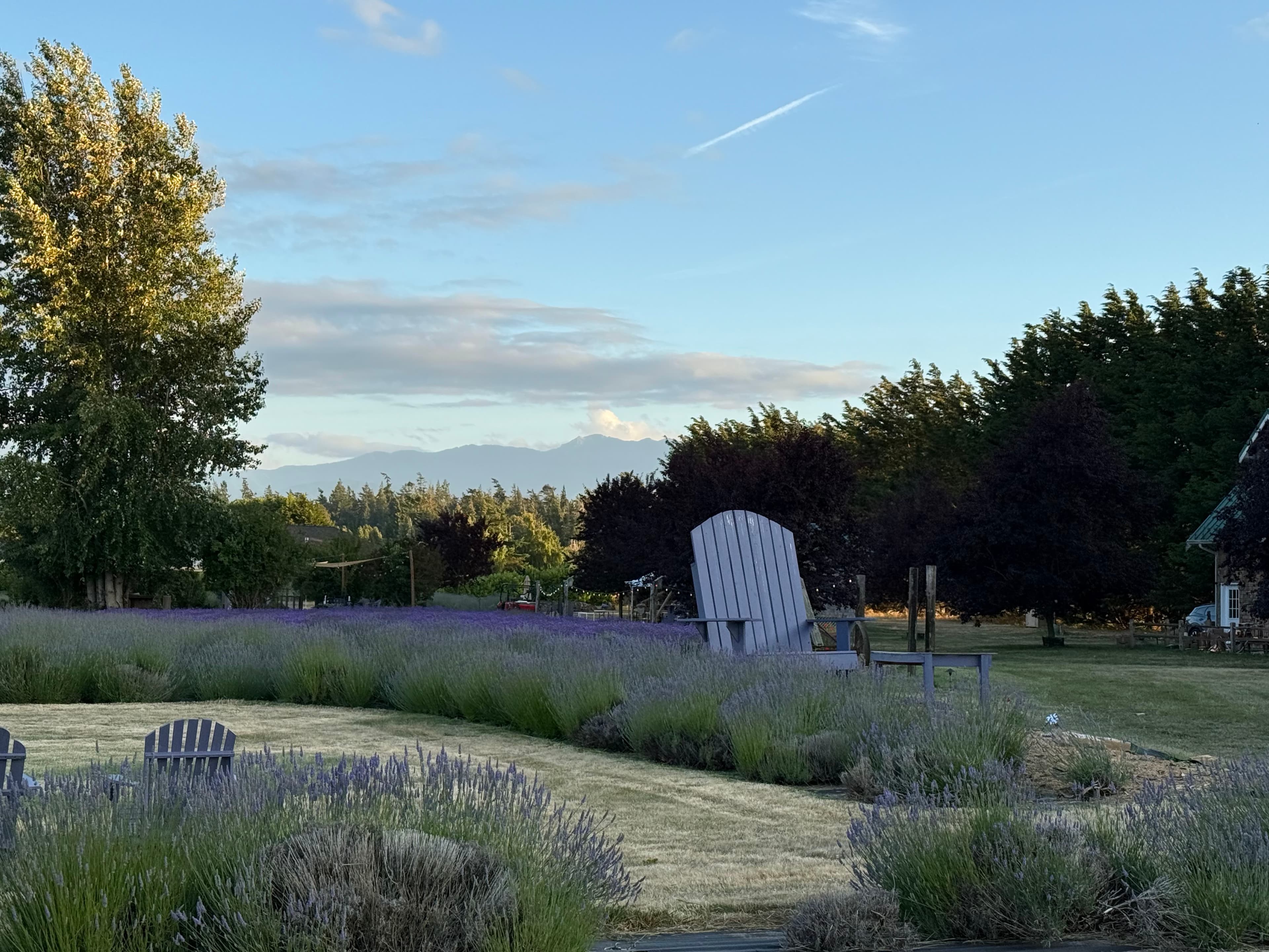 Lit Lavender - Image 10