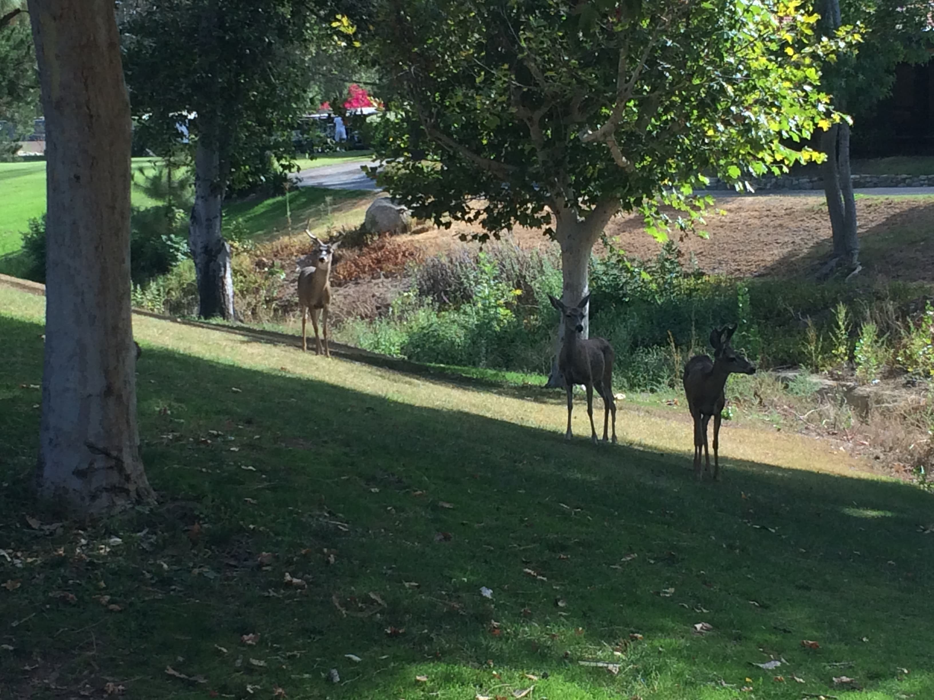 J's Club Shack - Image 3