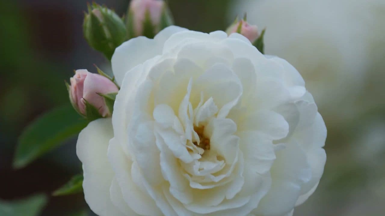 THE COLTS NECK GOLF CLUB - Image 8