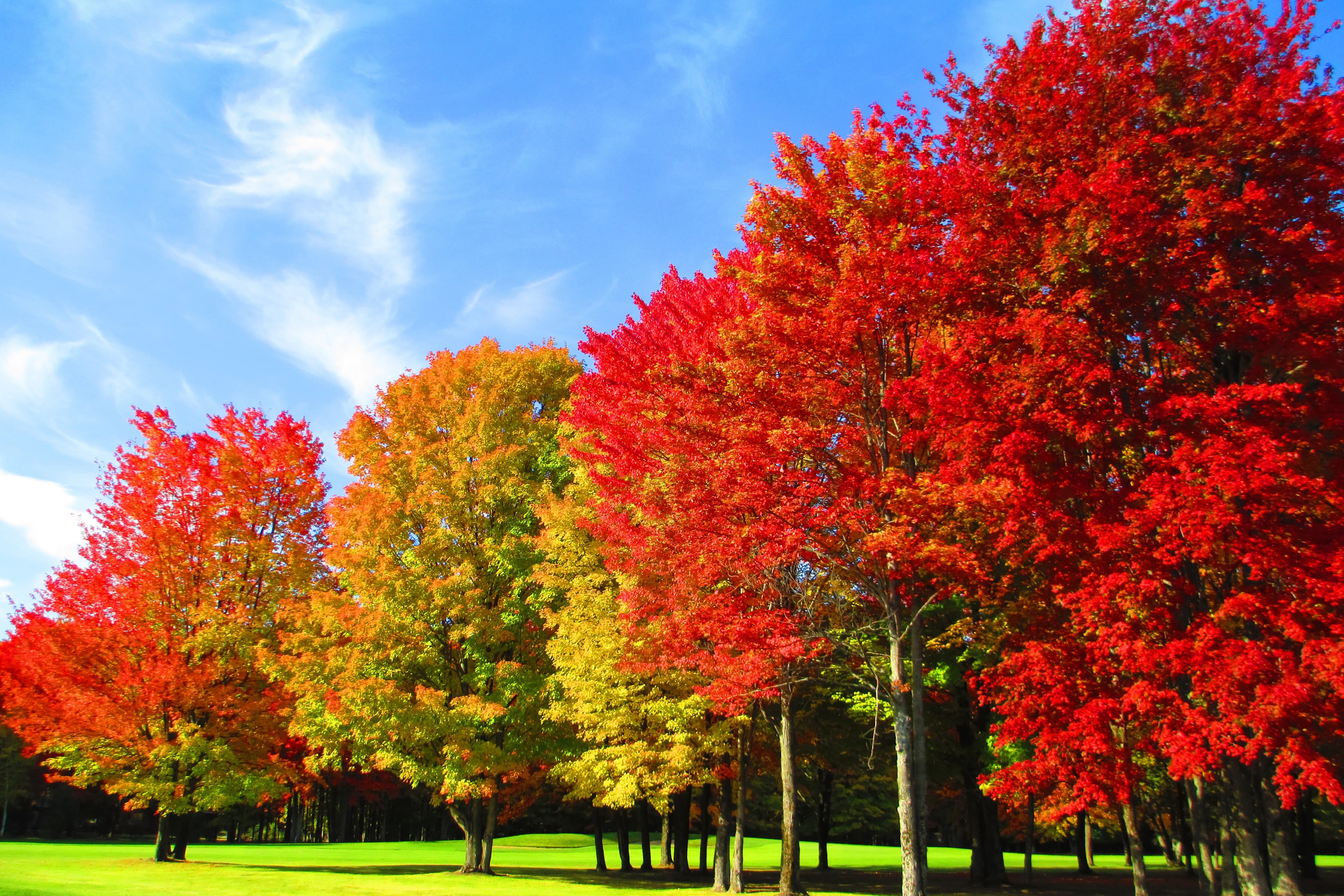 Gaylord Golf Mecca - Image 3