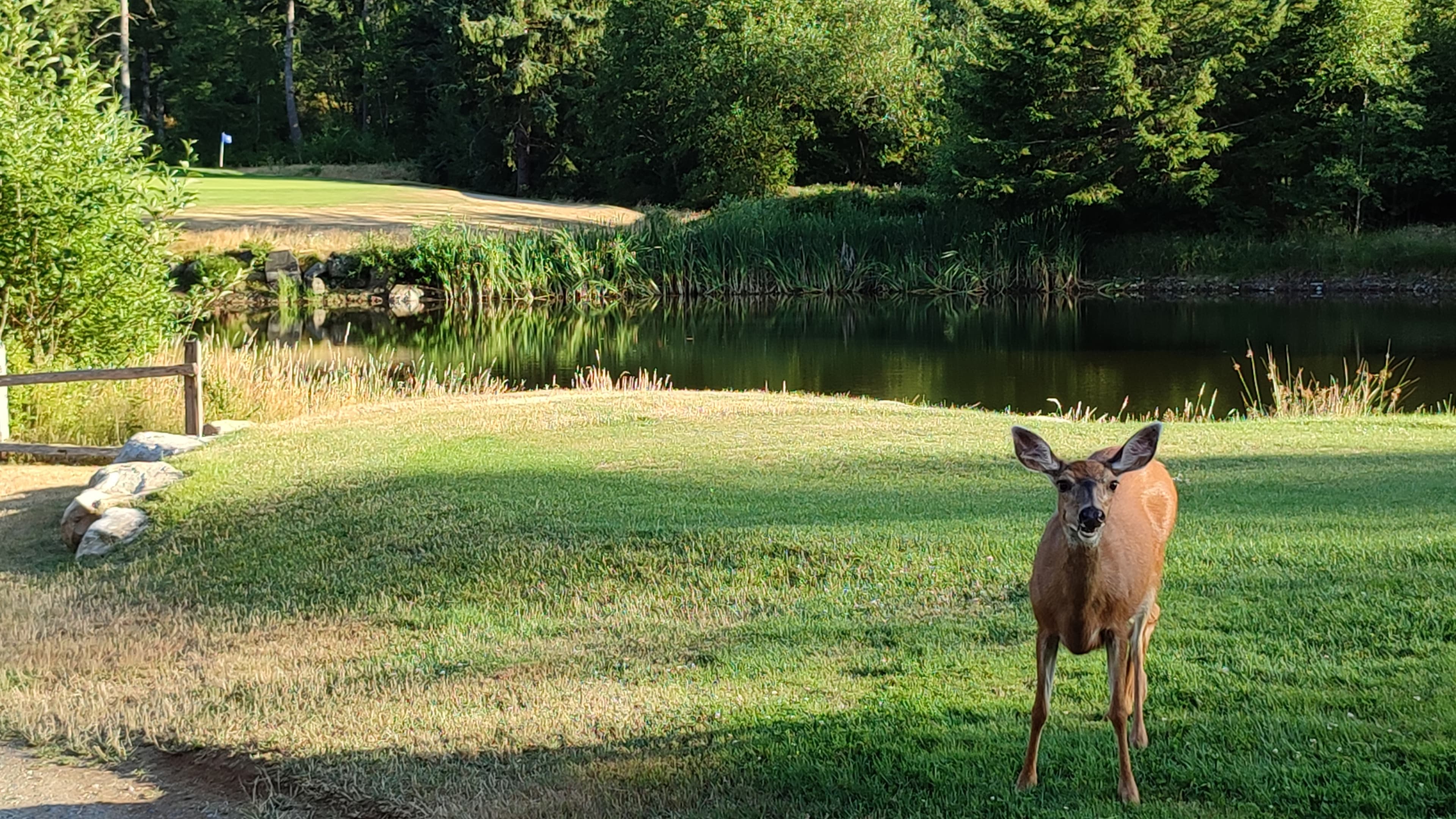 Quadra Island Golf - Image 6