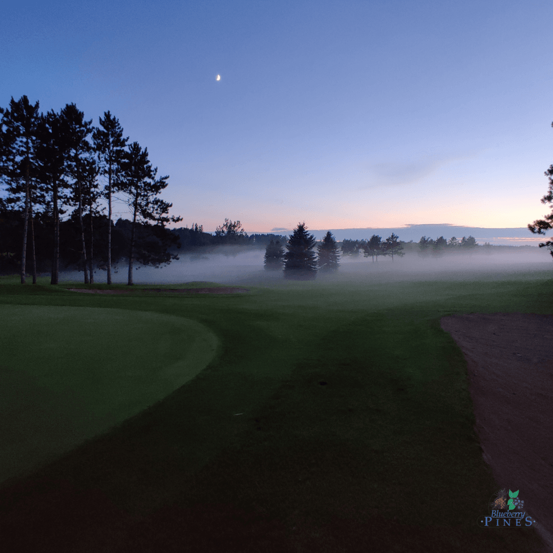 Blueberry Pines - Image 4